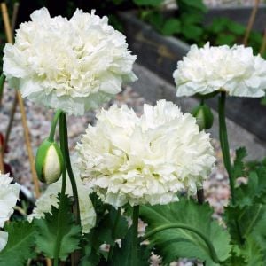 Beyaz katmerli gelincik tohumu şakayık çiçekli peony