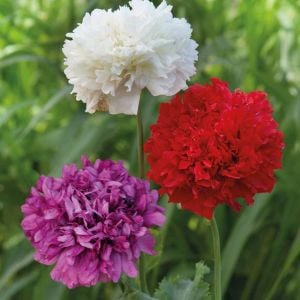 Beyaz katmerli gelincik tohumu şakayık çiçekli peony
