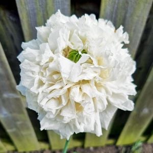 Beyaz katmerli gelincik tohumu şakayık çiçekli peony