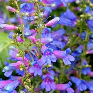 Cennet mavisi penstemon fidesi çok yıllık heavenly blue