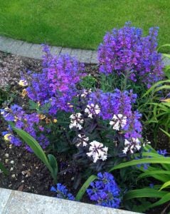 Cennet mavisi penstemon fidesi çok yıllık heavenly blue