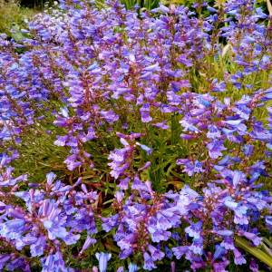 Cennet mavisi penstemon fidesi çok yıllık heavenly blue