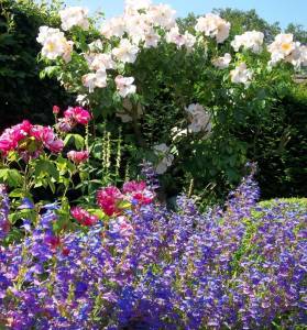 Cennet mavisi penstemon fidesi çok yıllık heavenly blue