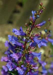 Cennet mavisi penstemon fidesi çok yıllık heavenly blue