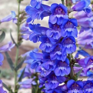 Cennet mavisi penstemon fidesi çok yıllık heavenly blue