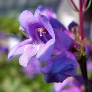 Cennet mavisi penstemon fidesi çok yıllık heavenly blue
