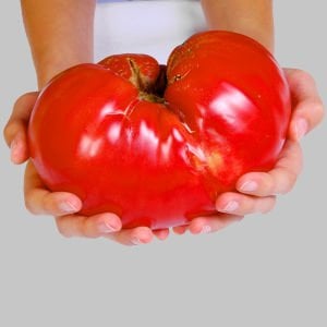 Okka pembe domates tohumu her domates ortalama 1 kilo