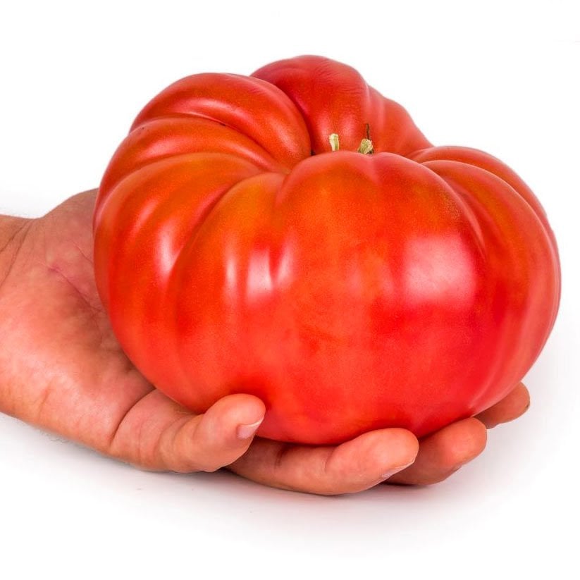 Okka pembe domates tohumu her domates ortalama 1 kilo