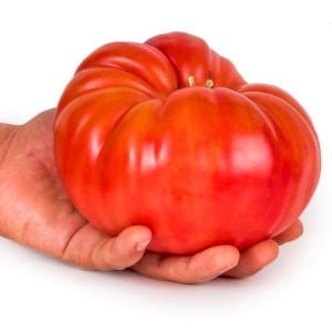 Okka pembe domates tohumu her domates ortalama 1 kilo