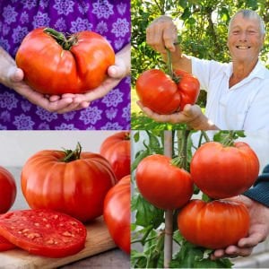 Okka pembe domates tohumu her domates ortalama 1 kilo