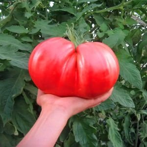 Okka pembe domates tohumu her domates ortalama 1 kilo