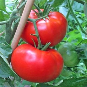 Okka pembe domates tohumu her domates ortalama 1 kilo