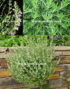 Zahter fidesi şifalı baharat kışlık winter savory 1 adet fide