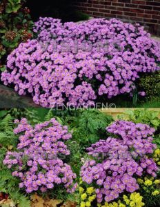 Mor mavi aster soğanı saraypatı çiçeği atton kippenberg 1 adet