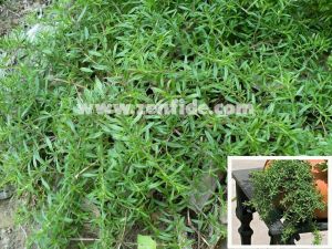 Zahter fidesi şifalı baharat kışlık winter savory 1 adet fide