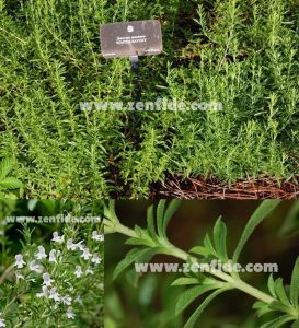 Zahter fidesi şifalı baharat kışlık winter savory 1 adet fide