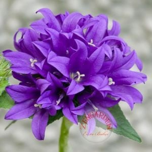 Campanula glomerata top çiçekli kampanula fidesi
