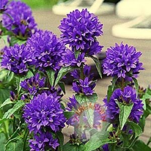 Campanula glomerata top çiçekli kampanula fidesi