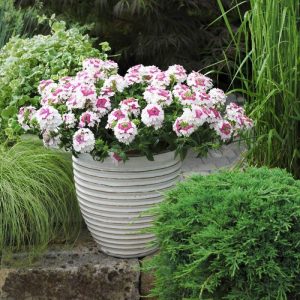 Pink wing sarkan yer minesi çiçeği fidesi verbena 7 yada 9 cm saksıda