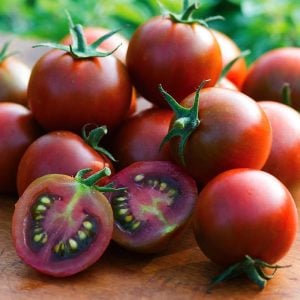 Çikolata saksılık domates tohumu mini çeri tip