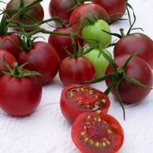 Çikolata saksılık domates tohumu mini çeri tip