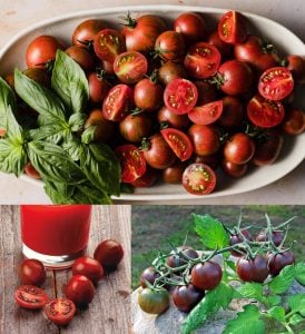 Çikolata saksılık domates tohumu mini çeri tip