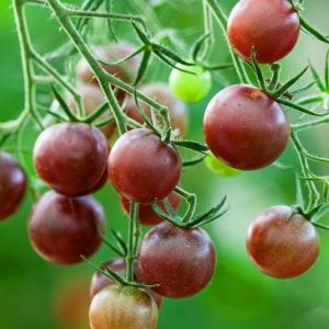 Çikolata saksılık domates tohumu mini çeri tip