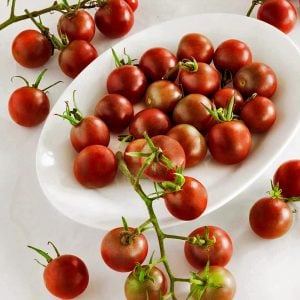 Çikolata saksılık domates tohumu mini çeri tip