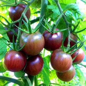 Çikolata saksılık domates tohumu mini çeri tip