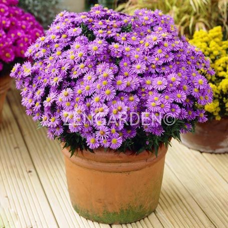 Mor mavi aster soğanı saraypatı çiçeği atton kippenberg 5 adet