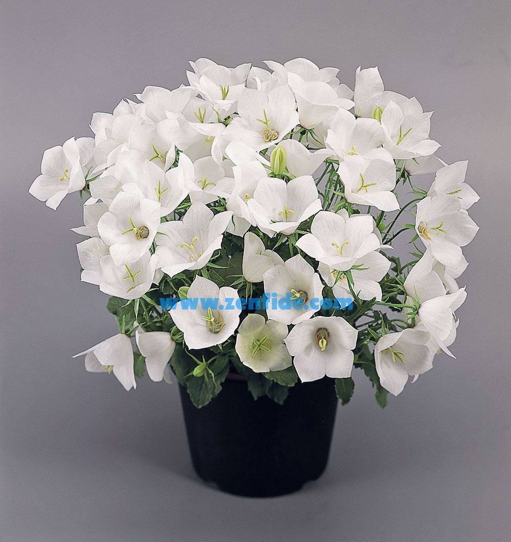 Beyaz campanula sarkan campanula carpatica white