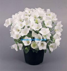 Beyaz campanula sarkan campanula carpatica white