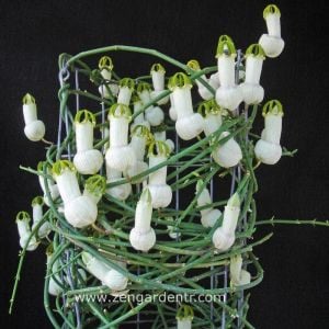 Ceropegia ampliata sukulent sarmaşık bitki