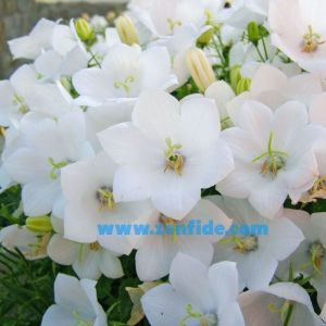 Beyaz campanula sarkan campanula carpatica white