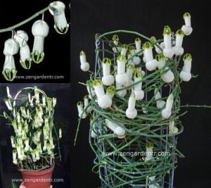 Ceropegia ampliata sukulent sarmaşık bitki