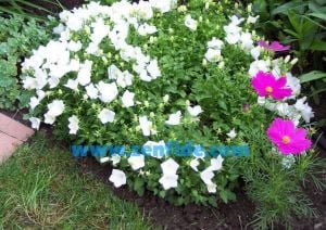 Beyaz campanula sarkan campanula carpatica white