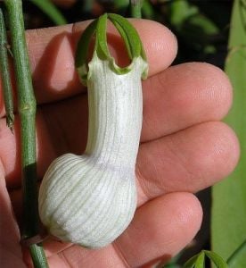 Ceropegia ampliata sukulent sarmaşık bitki