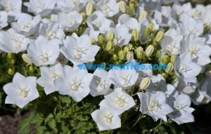Beyaz campanula sarkan campanula carpatica white