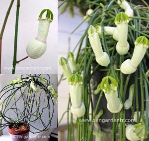 Ceropegia ampliata sukulent sarmaşık bitki