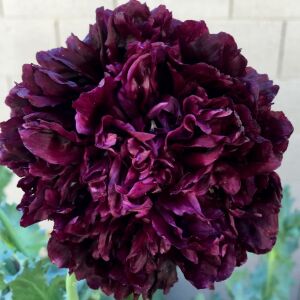 Siyah katmerli gelincik tohumu şakayık çiçekli peony