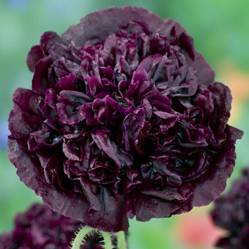 Siyah katmerli gelincik tohumu şakayık çiçekli peony