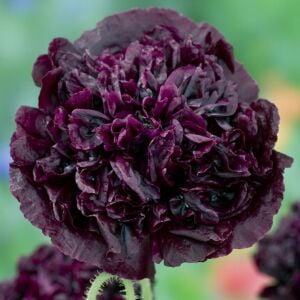 Siyah katmerli gelincik tohumu şakayık çiçekli peony