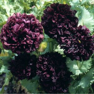 Siyah katmerli gelincik tohumu şakayık çiçekli peony