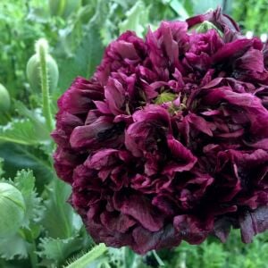 Siyah katmerli gelincik tohumu şakayık çiçekli peony