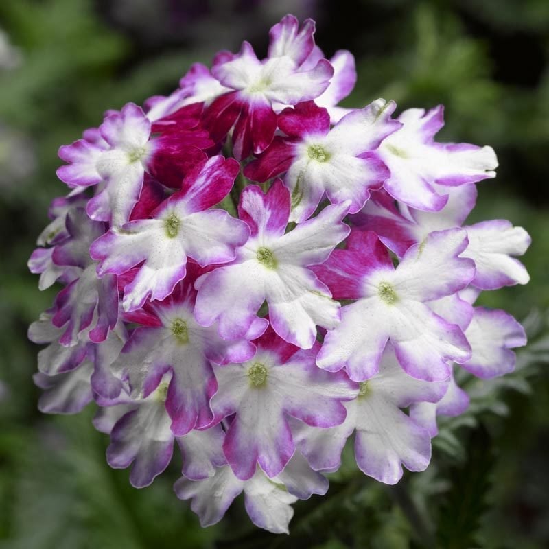 Burgundy wing sarkan yer minesi çiçeği fidesi verbena 1 fide