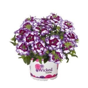 Burgundy wing sarkan yer minesi çiçeği fidesi verbena 1 fide