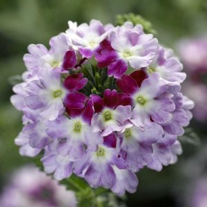 Burgundy wing sarkan yer minesi çiçeği fidesi verbena 1 fide