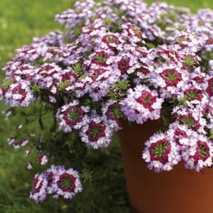 Burgundy wing sarkan yer minesi çiçeği fidesi verbena 1 fide