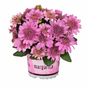 Katlı pembe bodrum papatyası fidesi osteospermum erato double pink