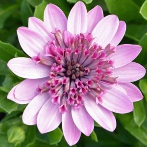 Katlı pembe bodrum papatyası fidesi osteospermum erato double pink